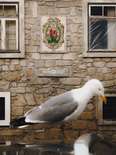 Setka CS - Film&Foto